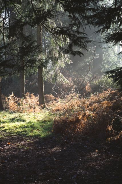 Forest Wilderness Landscape - Download Free Stock Photos Pikwizard.com