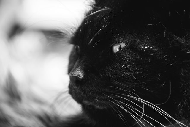 Black Long Coat Cat Grayscale Photography - Download Free Stock Photos Pikwizard.com