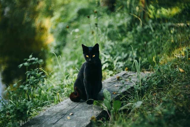 Black Cat Pond Free Photo - Download Free Stock Photos Pikwizard.com