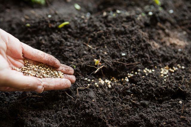 Cropped hands of woman with seeds over dirt - Download Free Stock Photos Pikwizard.com