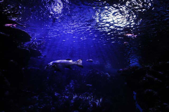 Scuba diver Diver Aquarium - Download Free Stock Photos Pikwizard.com