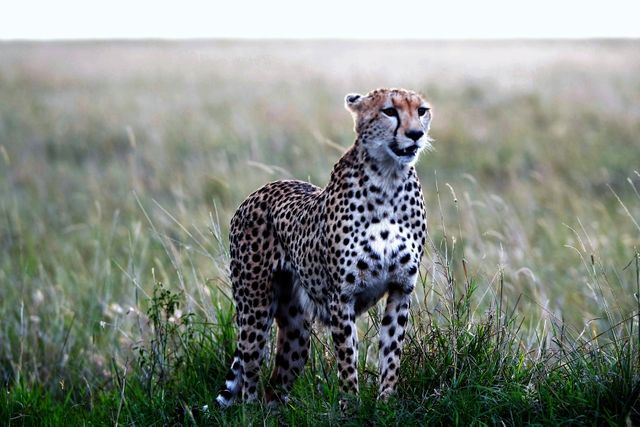 Cheetah safari wild animal - Download Free Stock Photos Pikwizard.com