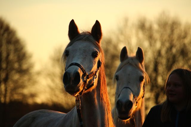 two horses standing in a field - Download Free Stock Photos Pikwizard.com