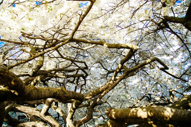 Trees branches blossoms- Download Free Stock Photos Pikwizard.com