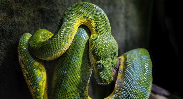 Green snake Snake Reptile - Download Free Stock Photos Pikwizard.com