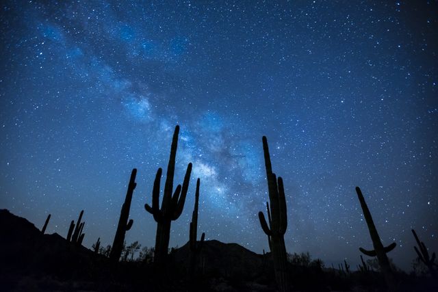Cactus Plants Under the Starry Sky - Download Free Stock Photos Pikwizard.com