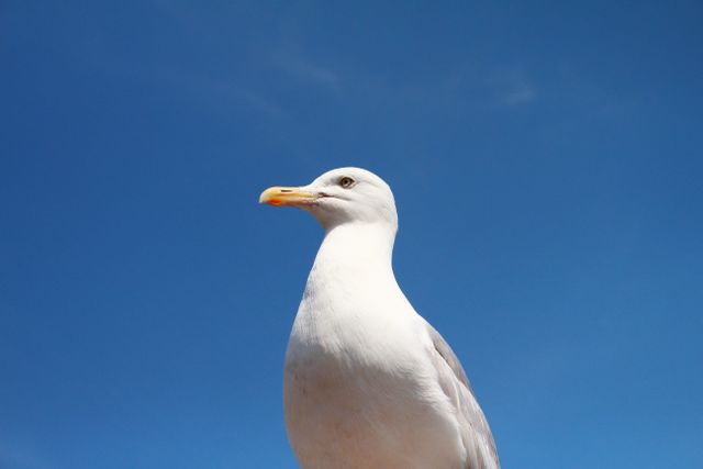 Seagull bird animals - Download Free Stock Photos Pikwizard.com
