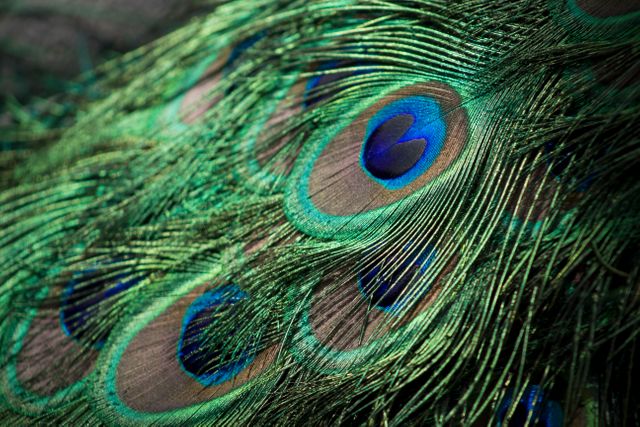 Greenish blue Peacock Peafowl - Download Free Stock Photos Pikwizard.com