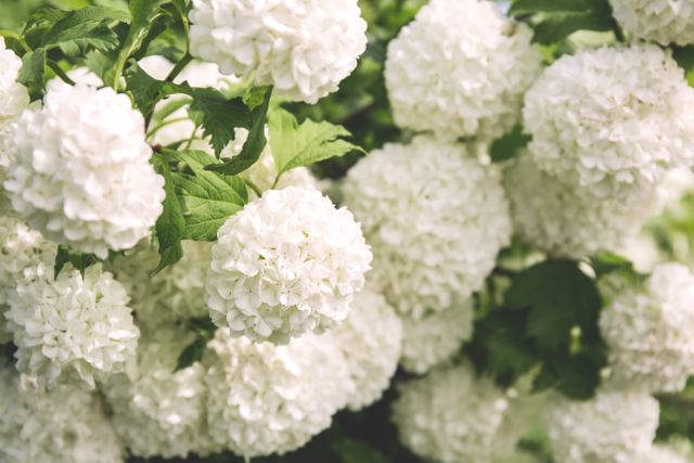 White Clustered Flowers With Green Leaves - Download Free Stock Photos Pikwizard.com