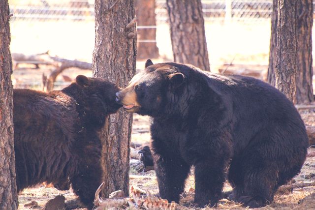American black bear Bear Mammal - Download Free Stock Photos Pikwizard.com