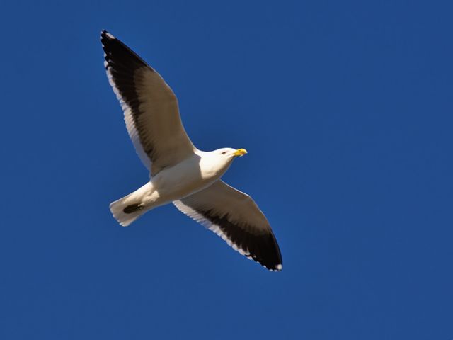 Bird Albatross Seabird - Download Free Stock Photos Pikwizard.com