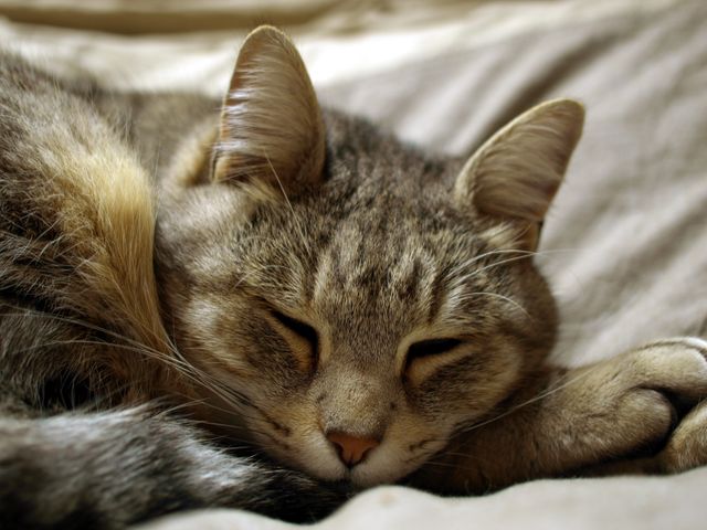 Cat Animal Feline - Download Free Stock Photos Pikwizard.com