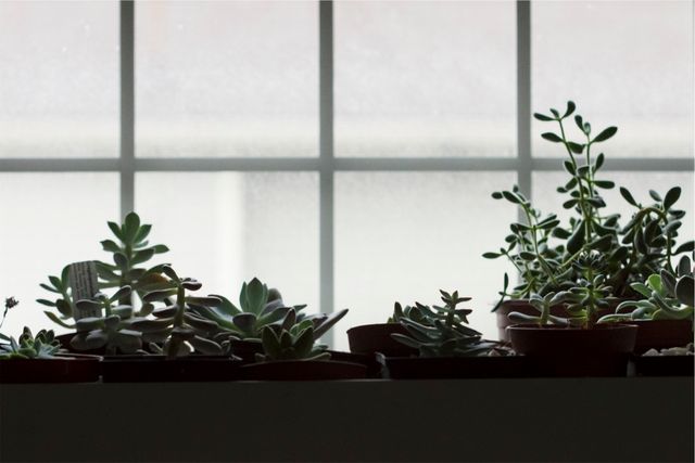 Pots plants  - Download Free Stock Photos Pikwizard.com