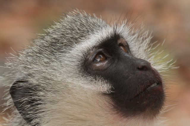 Baboon Monkey Primate - Download Free Stock Photos Pikwizard.com