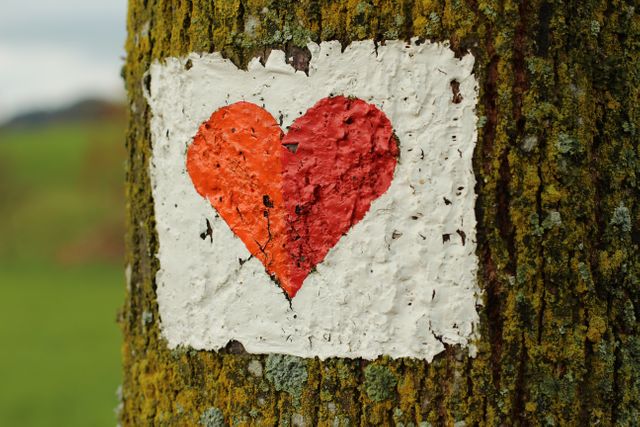 Close-up of Heart Shape on Tree Trunk - Download Free Stock Photos Pikwizard.com