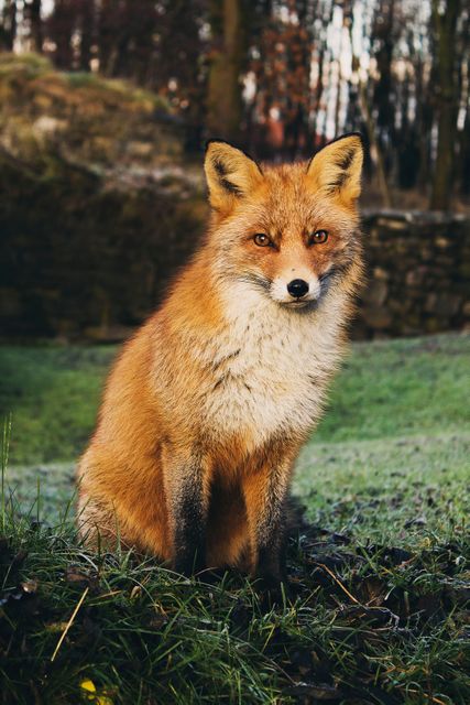 Fox Kit fox Canine - Download Free Stock Photos Pikwizard.com