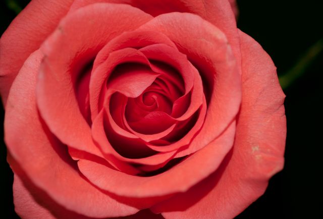 Rose flower red closeup - Download Free Stock Photos Pikwizard.com