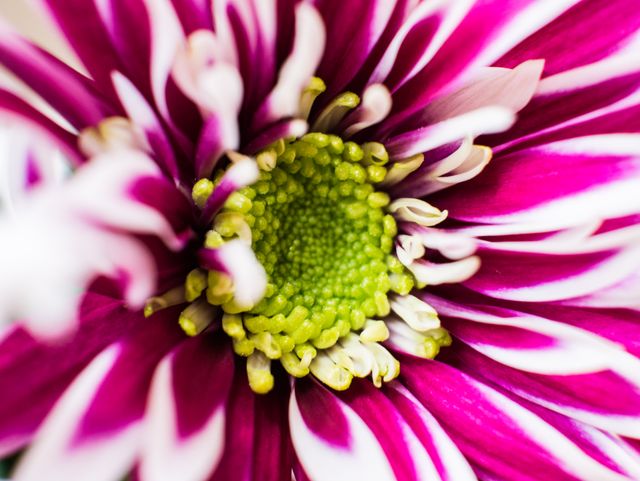Flower Daisy Petal - Download Free Stock Photos Pikwizard.com