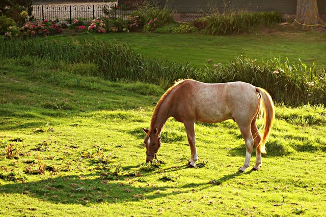 a horse grazing in a field - Download Free Stock Photos Pikwizard.com