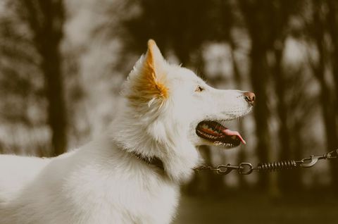 White dog dogs- Download Free Stock Photos Pikwizard.com