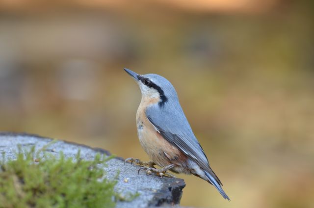Close-up of Bird Perching Outdoors - Download Free Stock Photos Pikwizard.com