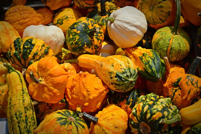 Autumn benefit from decoration farm - Download Free Stock Photos Pikwizard.com