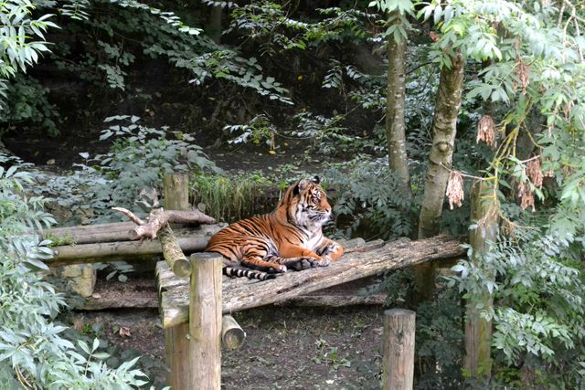 Brown and Black Tiger Sitting on Brown Wooden Table during Daytime - Download Free Stock Photos Pikwizard.com