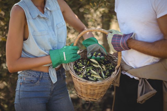 Mid section of young couple holding olives in basket at farm