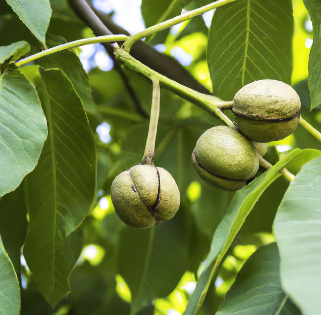 Close up of walnut tree using generative ai technology - Download Free Stock Photos Pikwizard.com