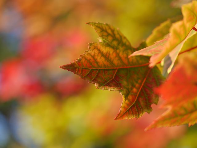 a leaf with red and green leaves - Download Free Stock Photos Pikwizard.com