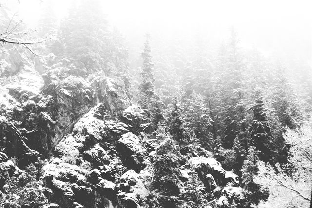 Forest trees snow- Download Free Stock Photos Pikwizard.com