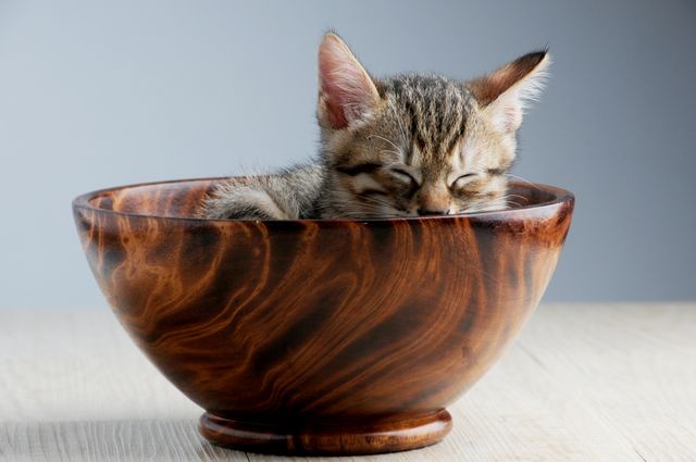 a kitten sleeping in a bowl - Download Free Stock Photos Pikwizard.com