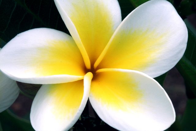 Yellow Flower Bali - Download Free Stock Photos Pikwizard.com