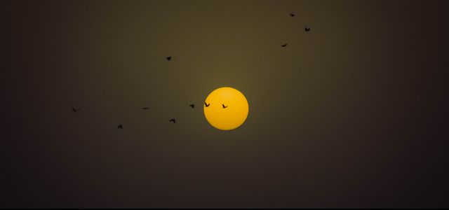 a yellow sun with birds flying around it - Download Free Stock Photos Pikwizard.com