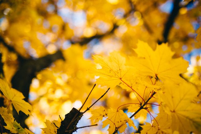 yellow leaves on a tree - Download Free Stock Photos Pikwizard.com