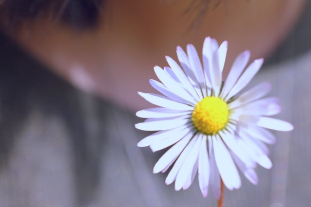 Daisy Flower Petal - Download Free Stock Photos Pikwizard.com