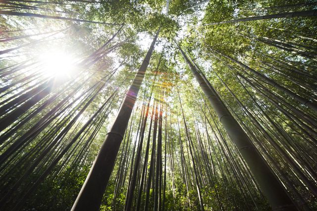 Sunlight over Brown Bamboo Trees - Download Free Stock Photos Pikwizard.com