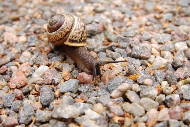 Brown Snail on Brown Pebbles - Download Free Stock Photos Pikwizard.com