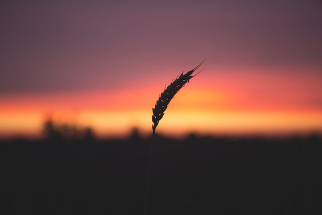 Grain Plant during Sunset - Download Free Stock Photos Pikwizard.com