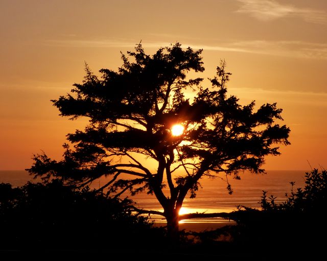a tree at sunset - Download Free Stock Photos Pikwizard.com