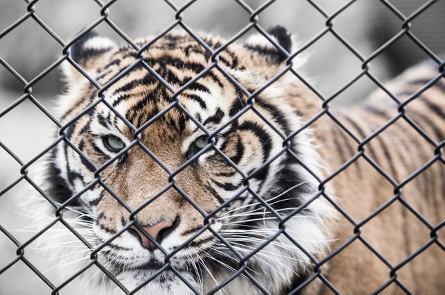 Animal animal photography big cat cage - Download Free Stock Photos Pikwizard.com