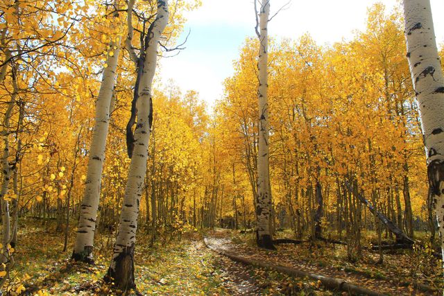 Yellow trees autumn- Download Free Stock Photos Pikwizard.com