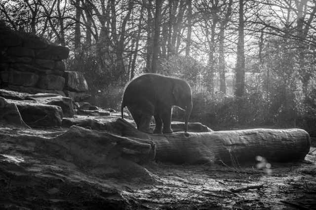 Elephant Mammal Indian elephant - Download Free Stock Photos Pikwizard.com
