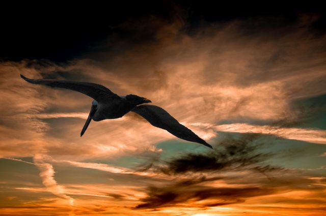 Nature sky sunset pelican - Download Free Stock Photos Pikwizard.com