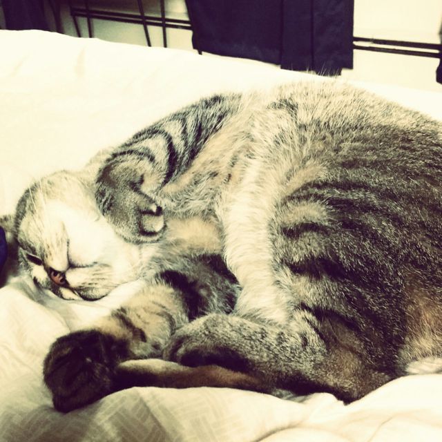Close-up of Cat Sleeping - Download Free Stock Photos Pikwizard.com