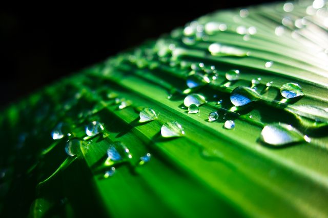 Drop Leaf Rain - Download Free Stock Photos Pikwizard.com