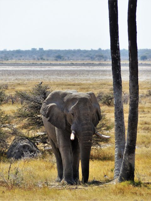 Africa african bush elephant animal animal world - Download Free Stock Photos Pikwizard.com