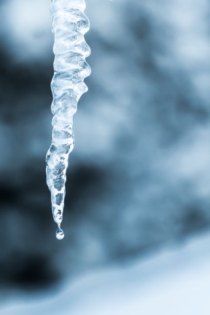 an icicle hanging from a tree - Download Free Stock Photos Pikwizard.com