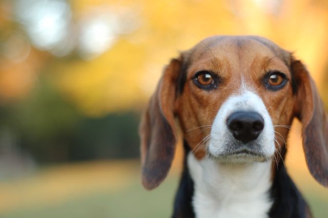 a beagle dog - Download Free Stock Photos Pikwizard.com