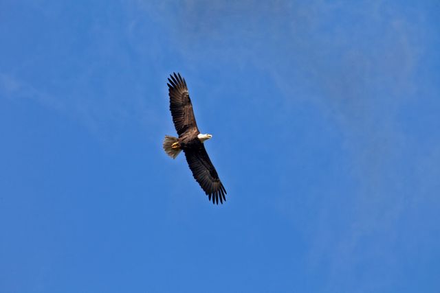 Nature Photography - Bald Eagles - Download Free Stock Photos Pikwizard.com